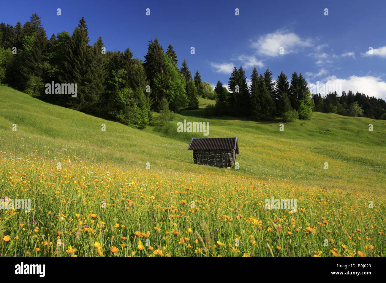Germany Upper Bavaria Werdenfelser Land mountainmeadow flowers barn spring Bavaria mountain