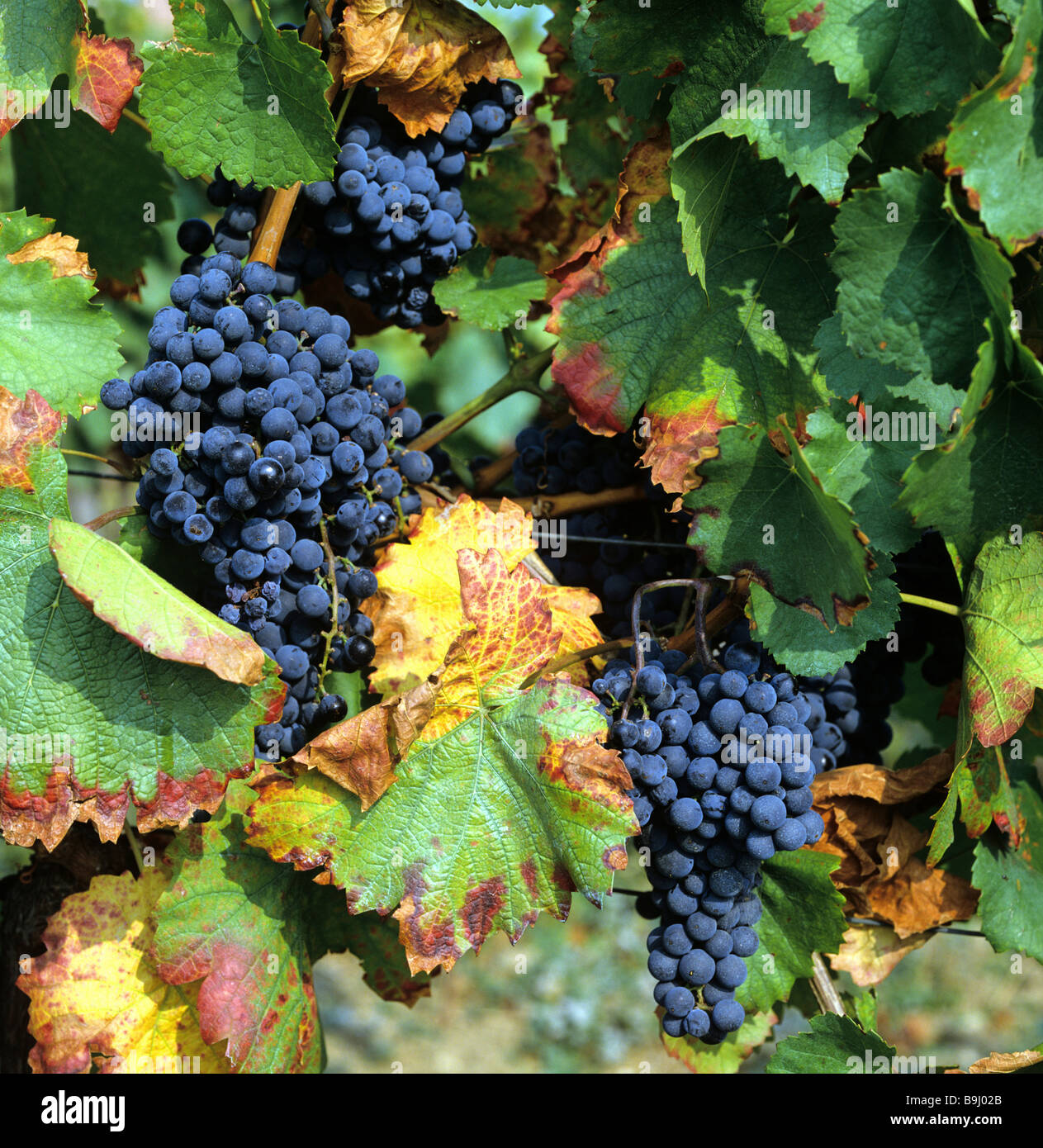 Common Grape Vine (Vitis vinifera), grapes, vines, winegrowing Stock Photo