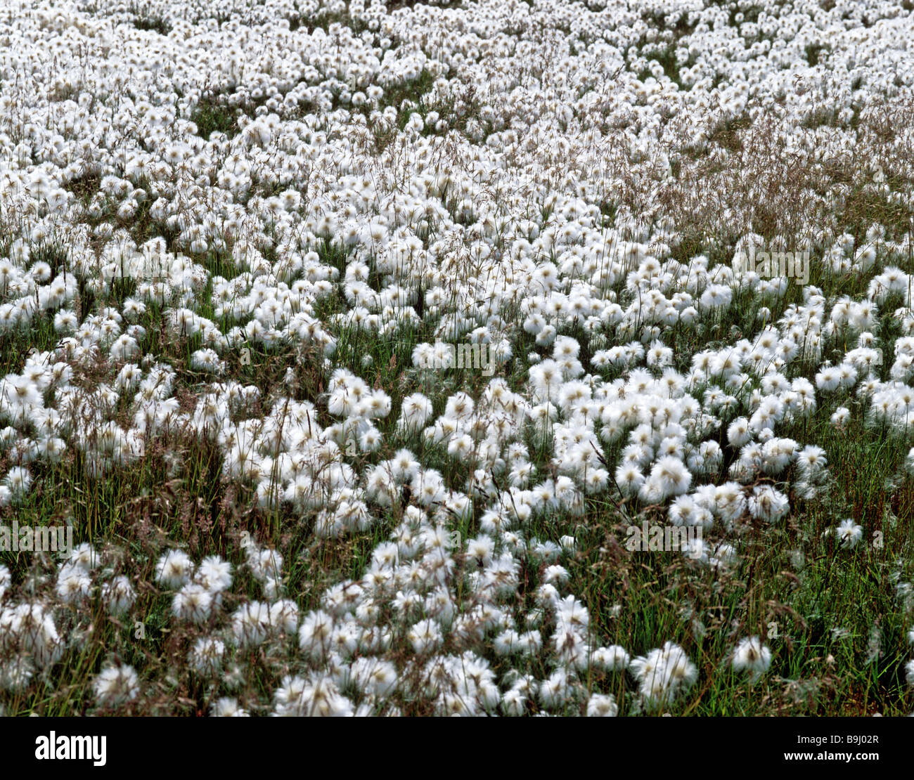 Cottongrass (Eriophorum) Stock Photo