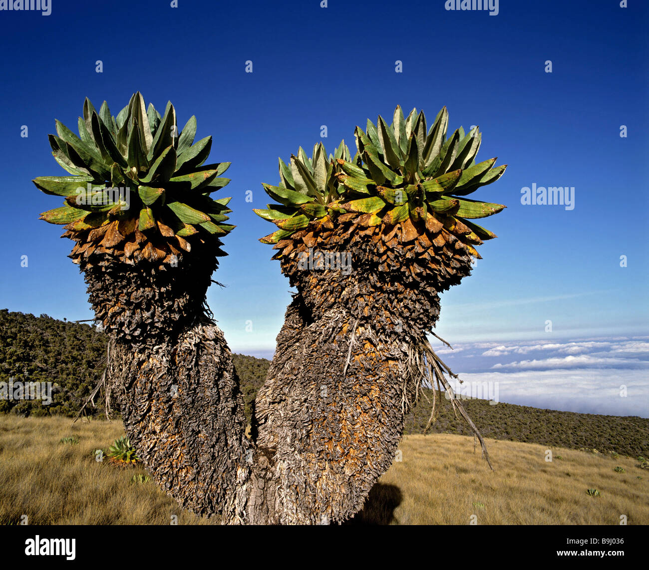 Senecio trees on Mt Kenya, Kenya, Africa Stock Photo