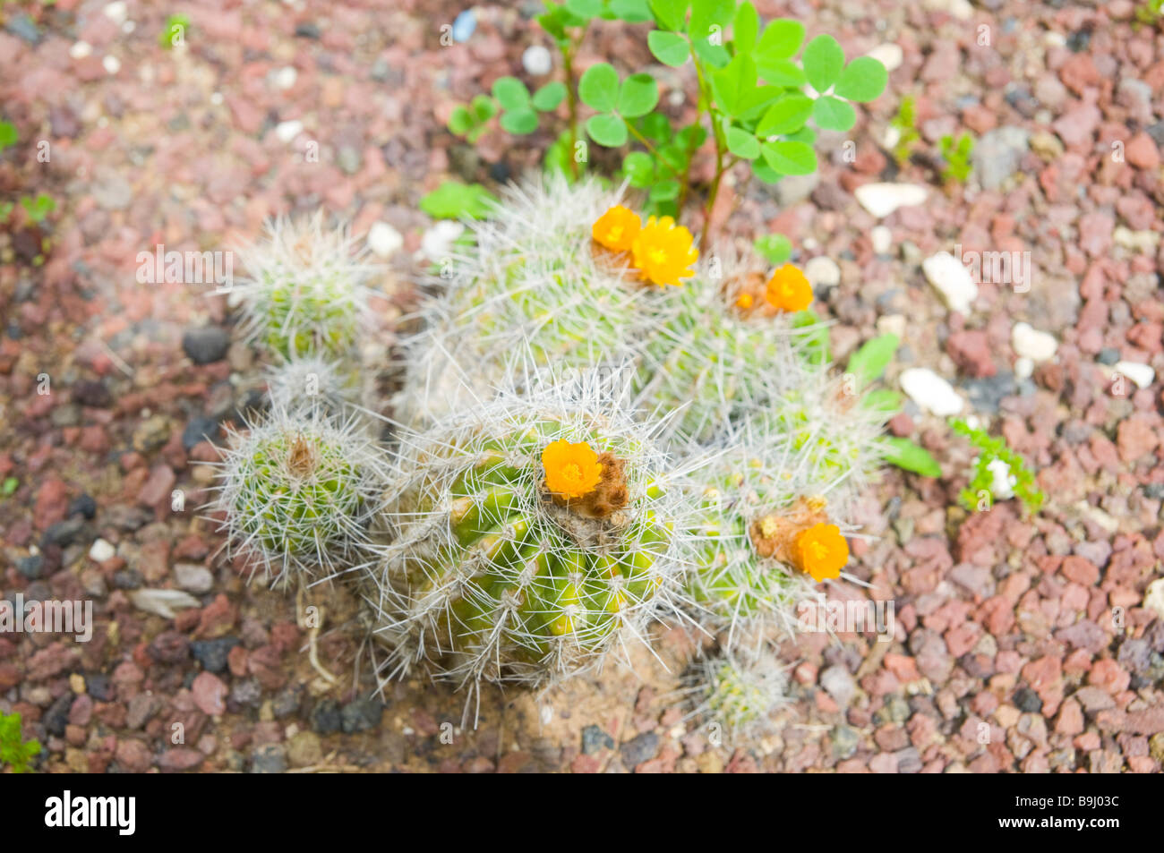 Flowering yellow mammilaria Cactus in a cactus garden Stock Photo