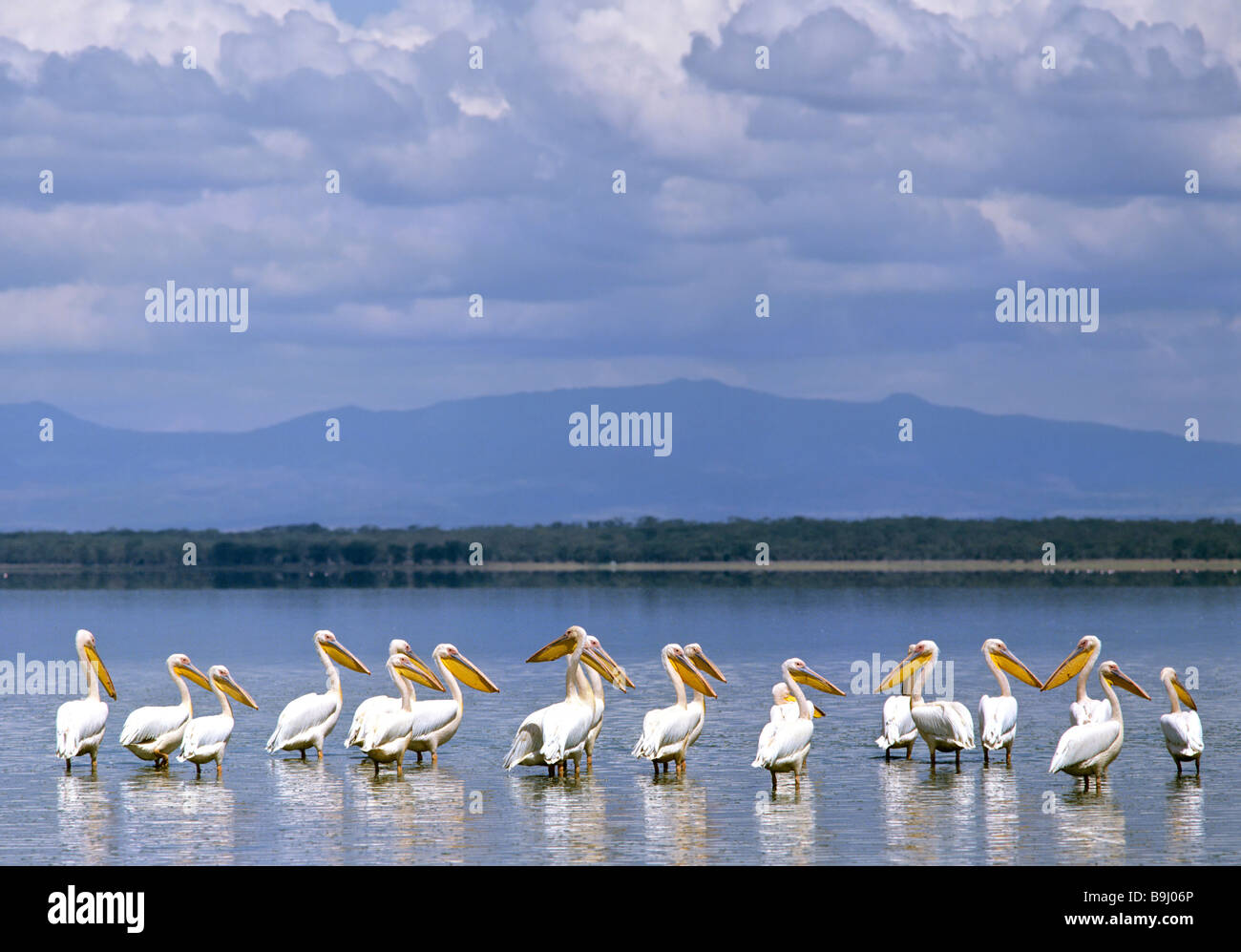 Group of Pelicans (Pelecanidae, Pelecanus) in Lake Nakuru, Lake-Nakuru National Park, Kenya, Africa Stock Photo