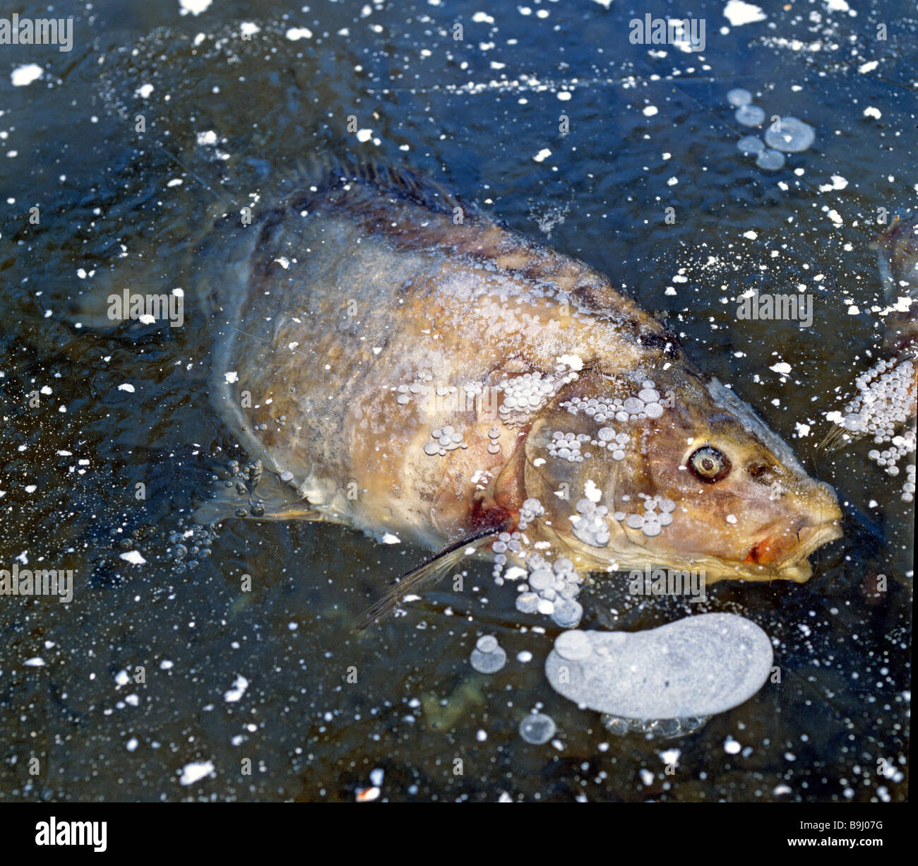 Frozen carp in a frozen fish pond Stock Photo
