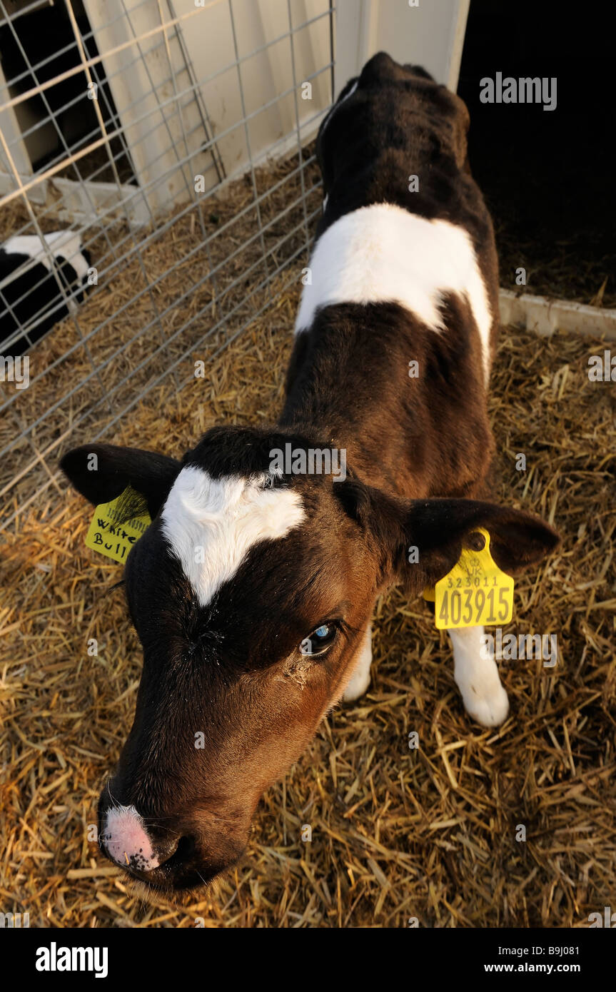 A young UK dairy calf in a pen Stock Photo