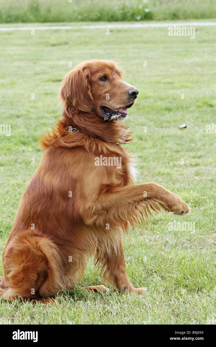 Irish Setter dog lifting paw Stock Photo Alamy