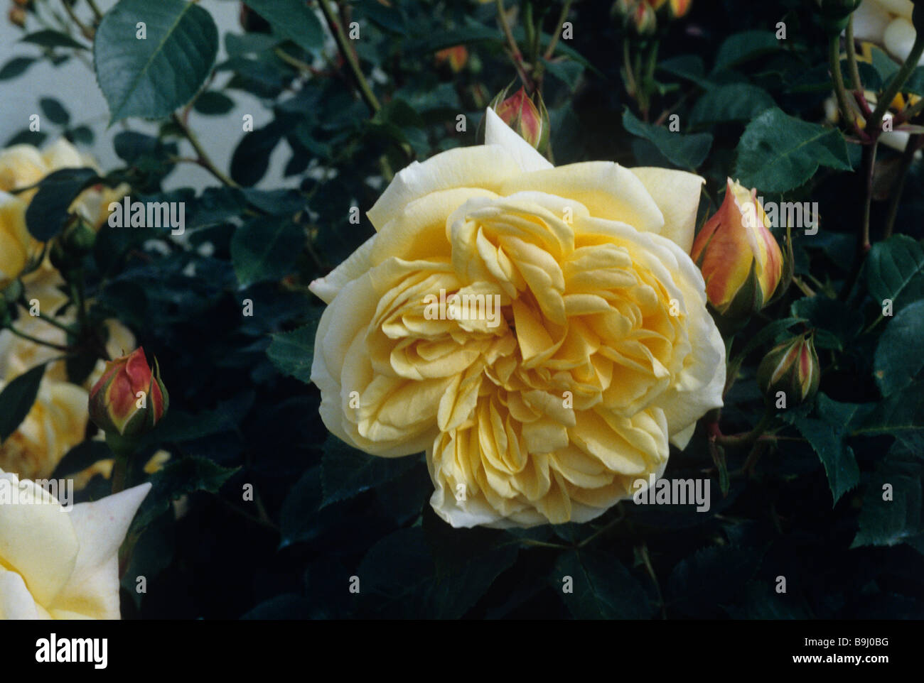 Teasing Georgia an English Rose. Photographed in the garden of David ...