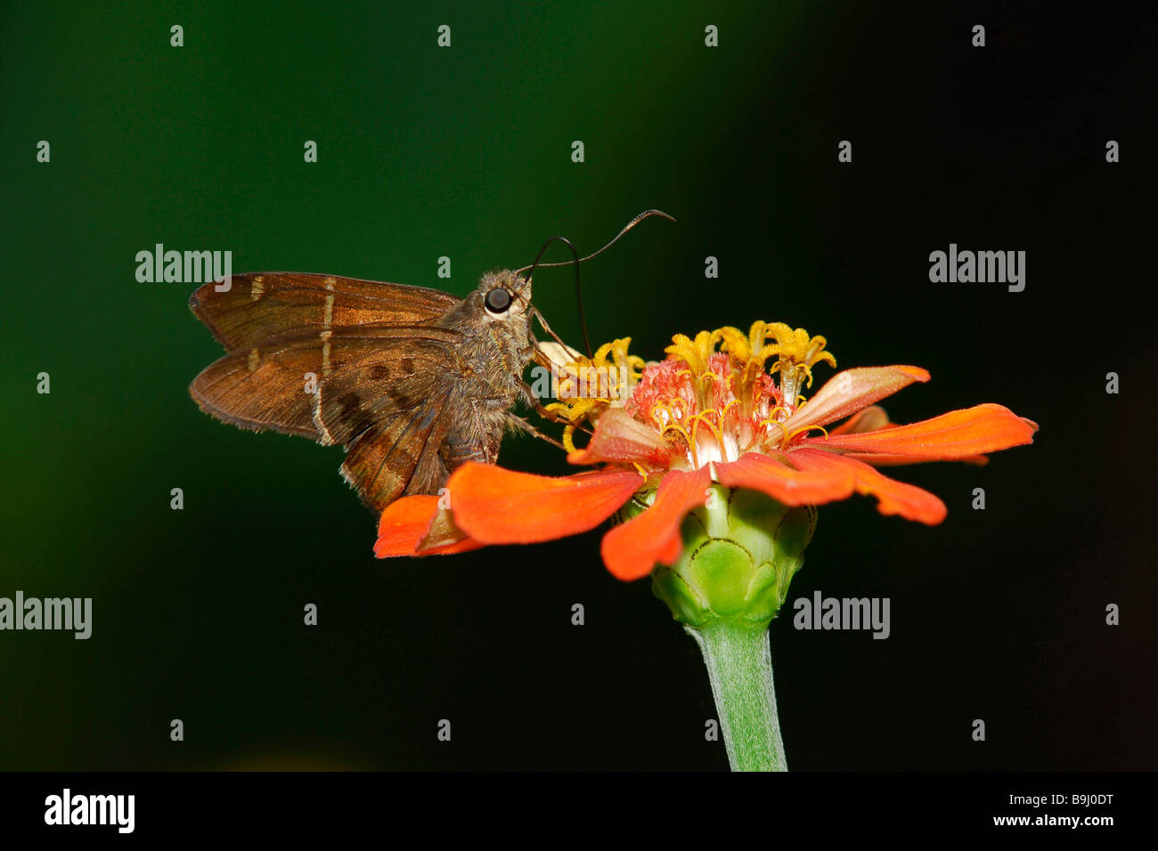 Teleus Longtail (Urbanus teleus), Rincón, Osa, Puntarenas, Costa Rica, Central America Stock Photo