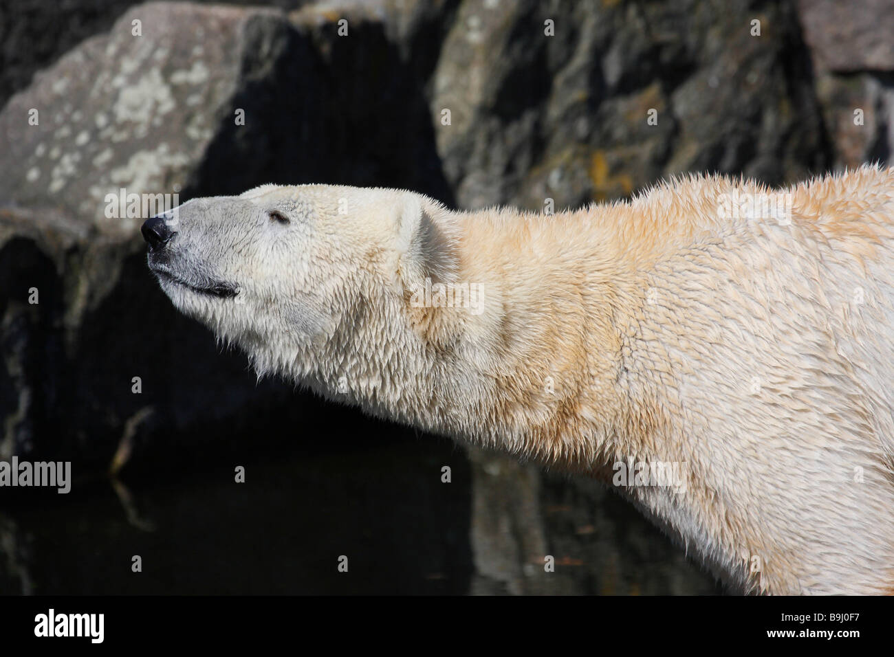 Polar Bear Ursus Maritimus Zoologischer Garten Zoo Berlin