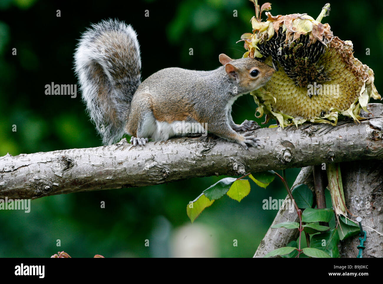 Grey Squirrel feeding on seeds from drying sunflower head Stock Photo