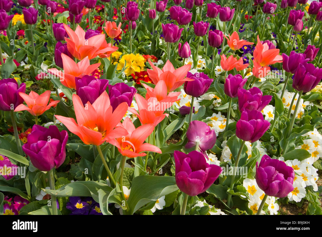 Tulips and pansies Stock Photo