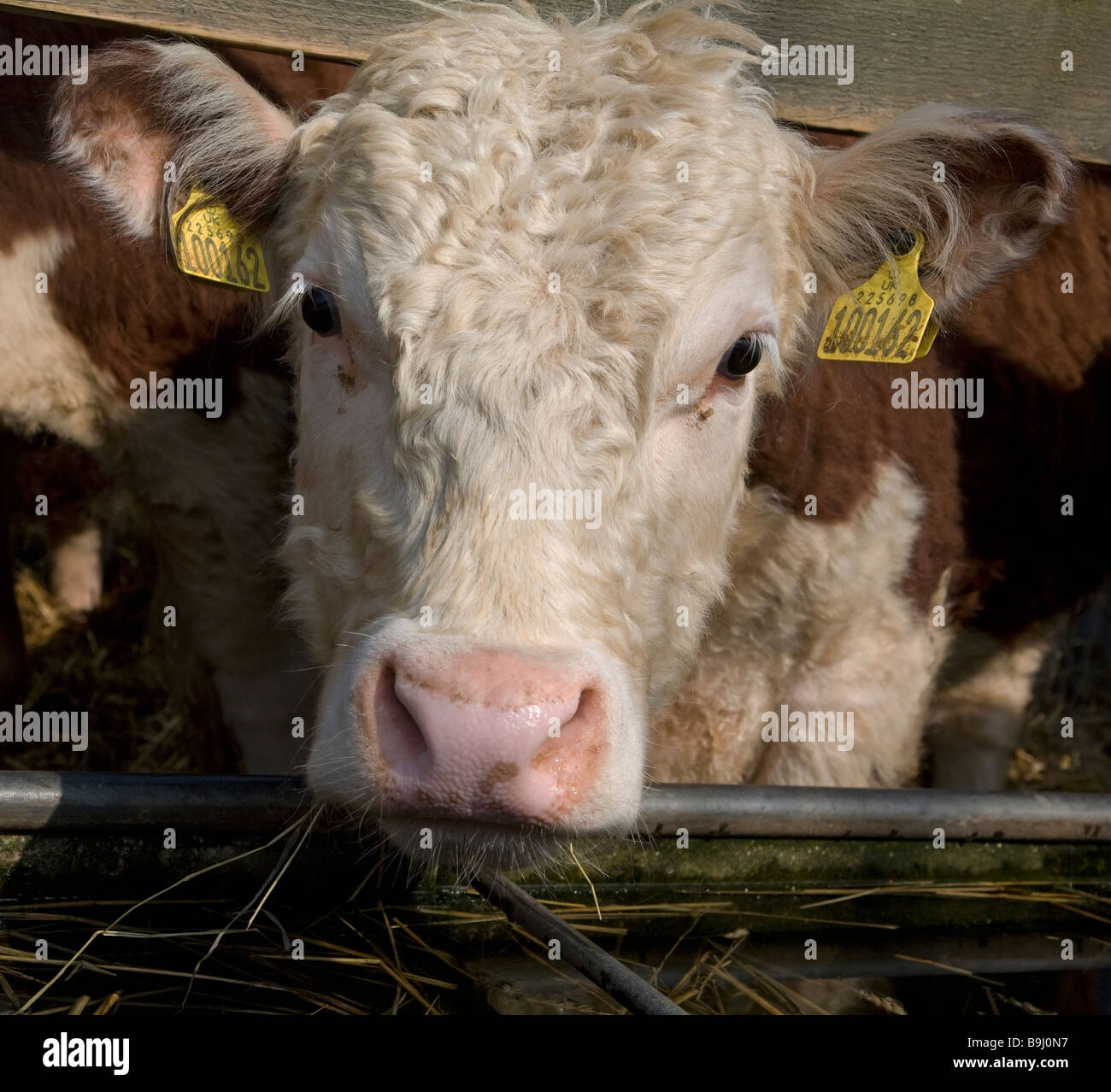 Pedigree Hereford bullock Stock Photo - Alamy