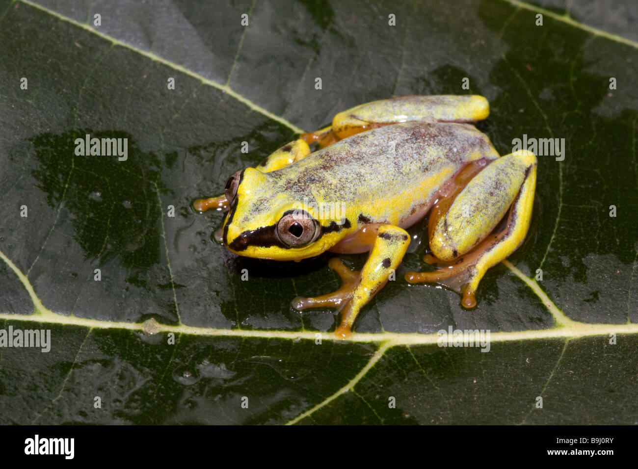 this treefrog changes colour between day and night Stock Photo