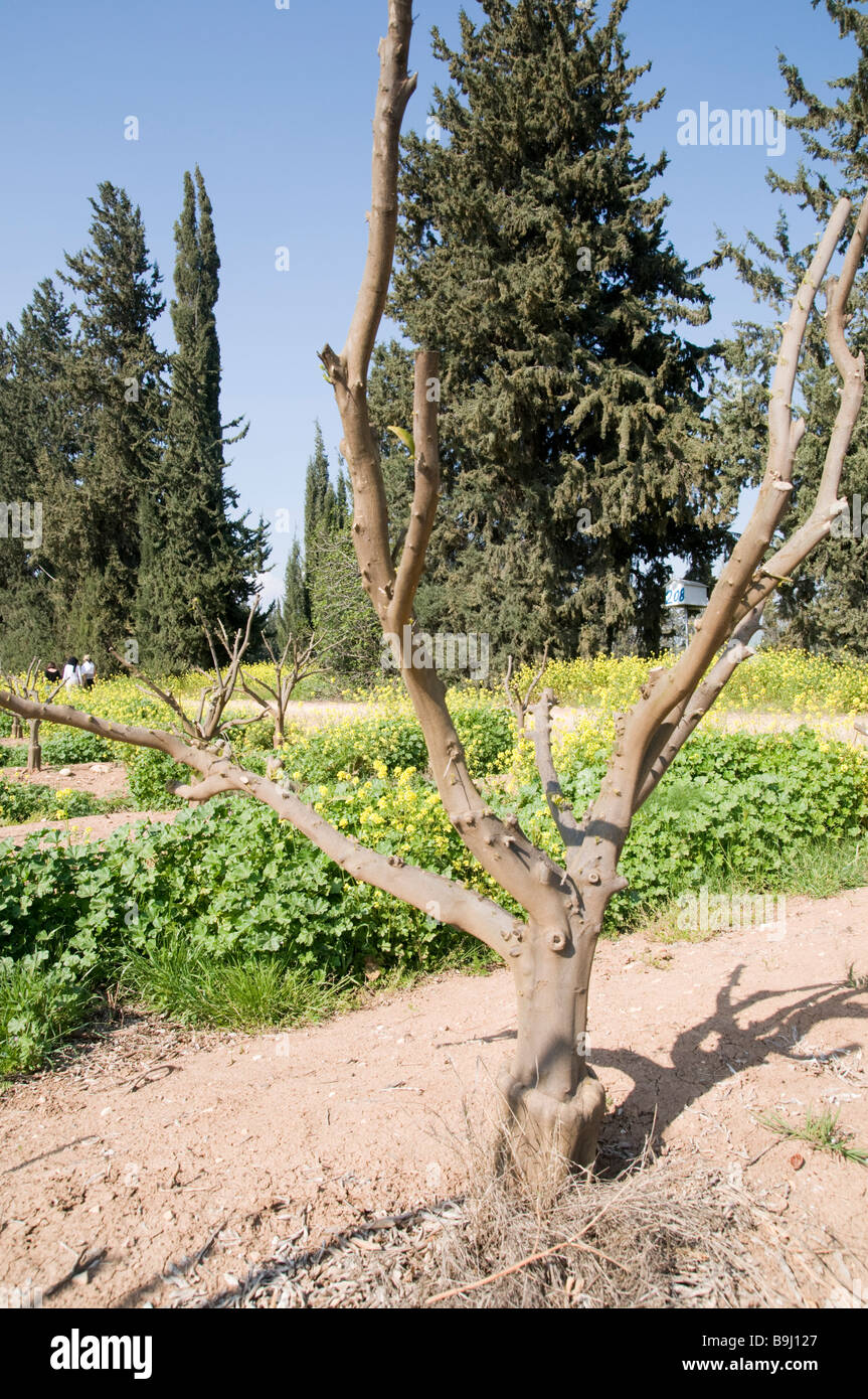 A grafted and pruned citrus tree Stock Photo