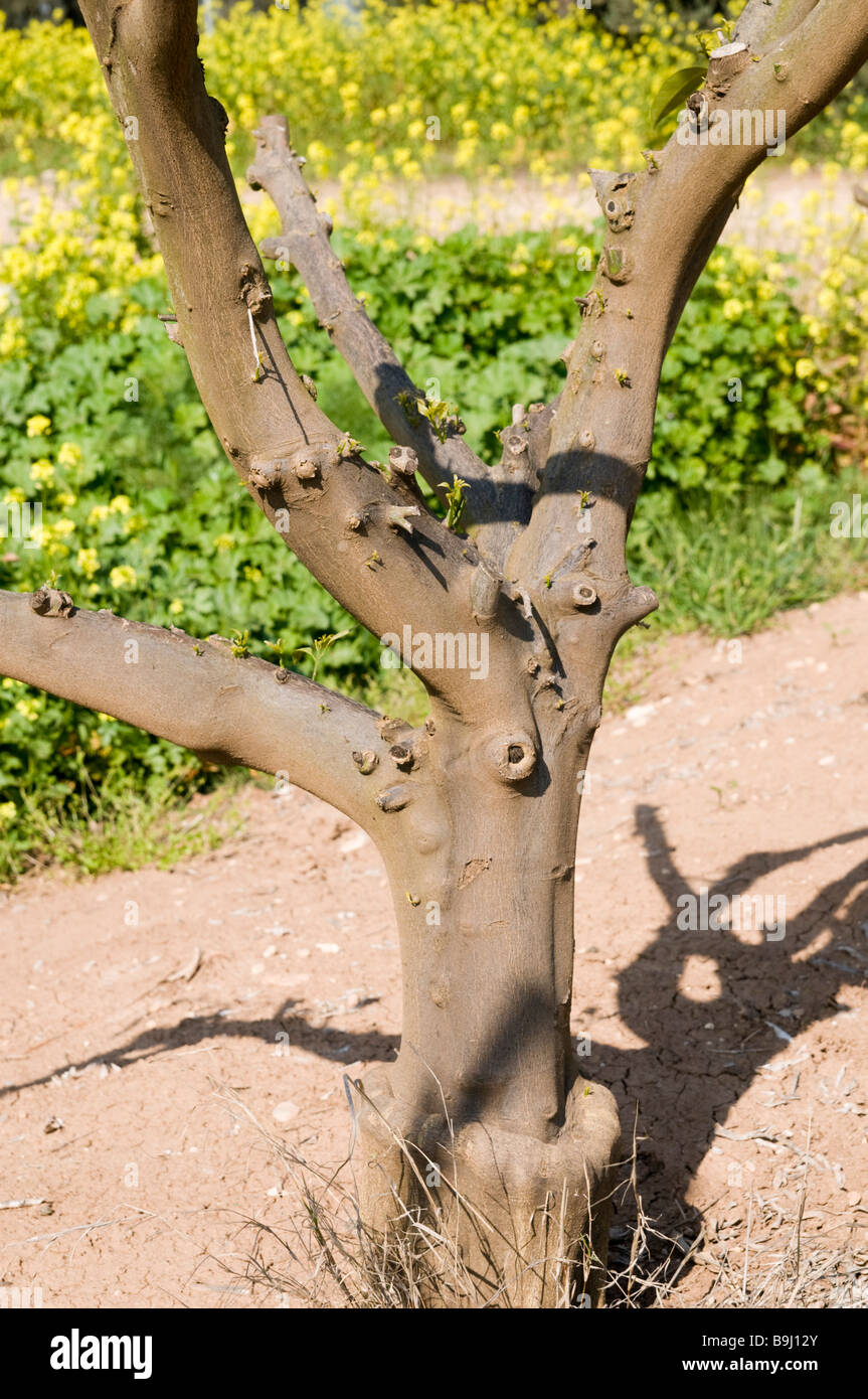 Grafting wax hi-res stock photography and images - Alamy
