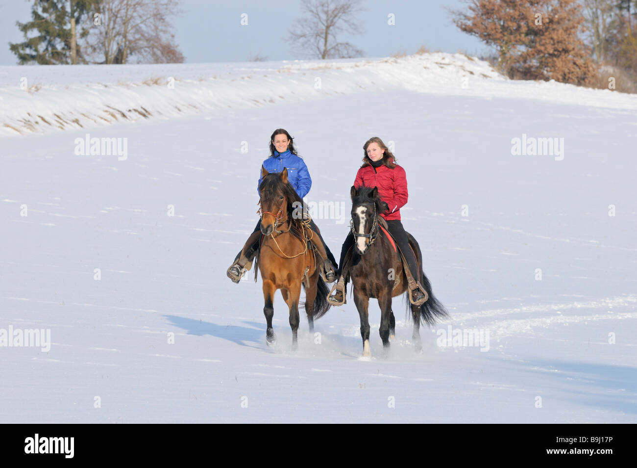 Young riders on Paso Fino horses in winter Stock Photo