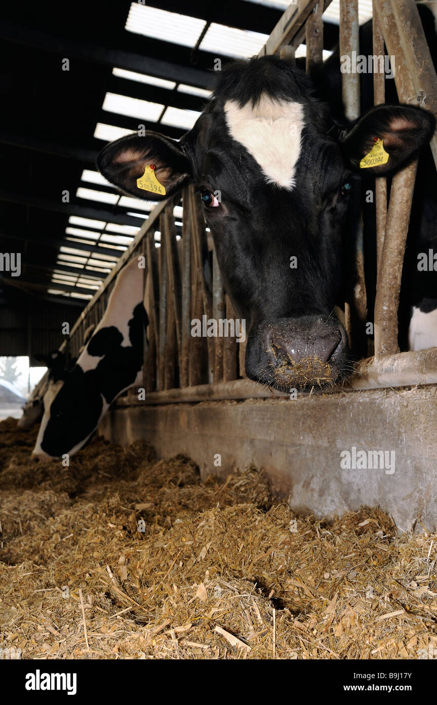 The cow shed. Stock Photo