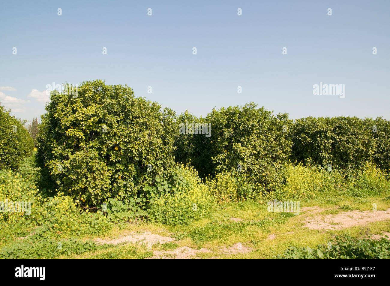 An orchard of oroblanco or sweetie a cross between an acidless pomelo and a white grapefruit