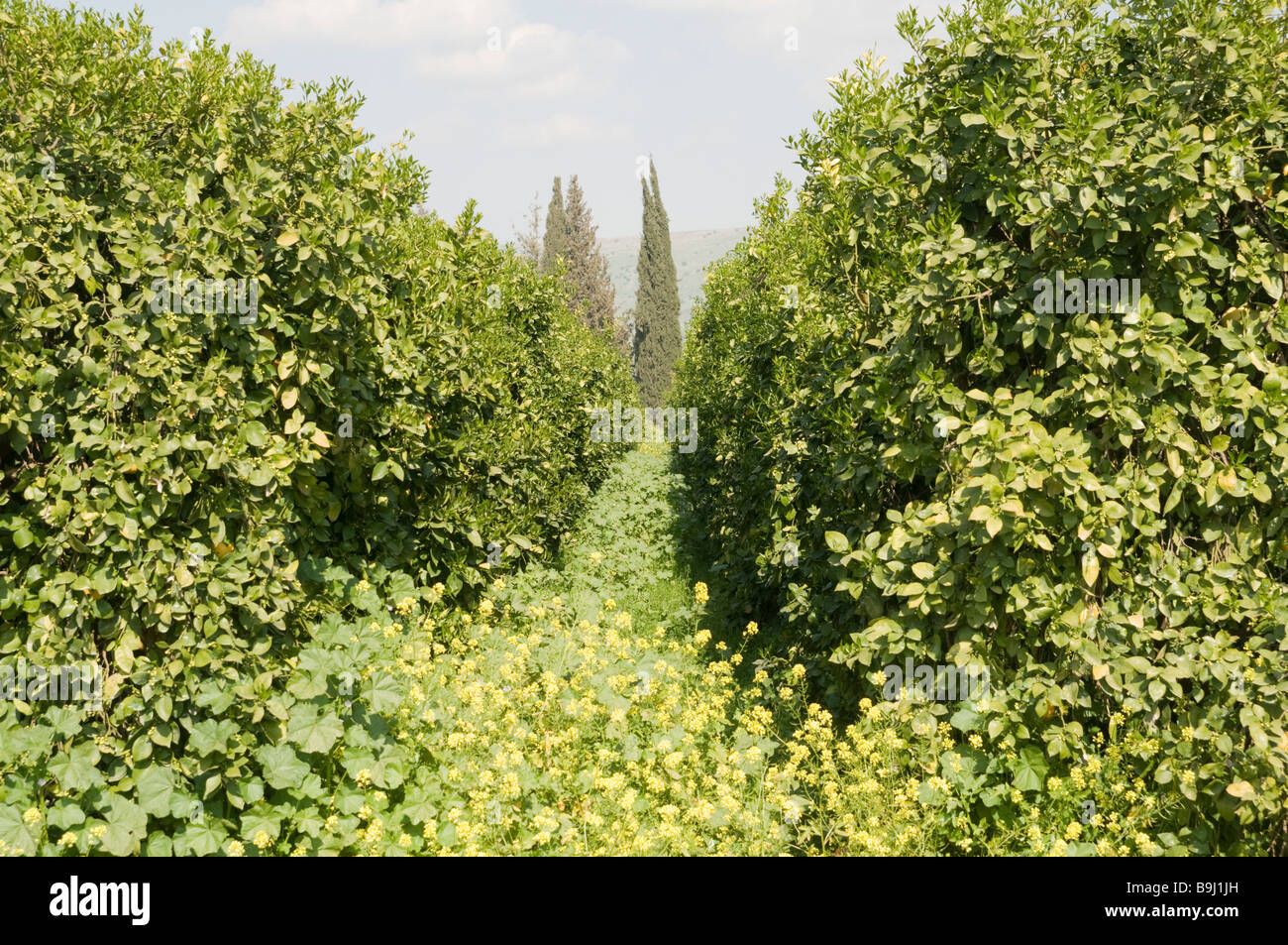 An orchard of oroblanco or sweetie a cross between an acidless pomelo and a white grapefruit