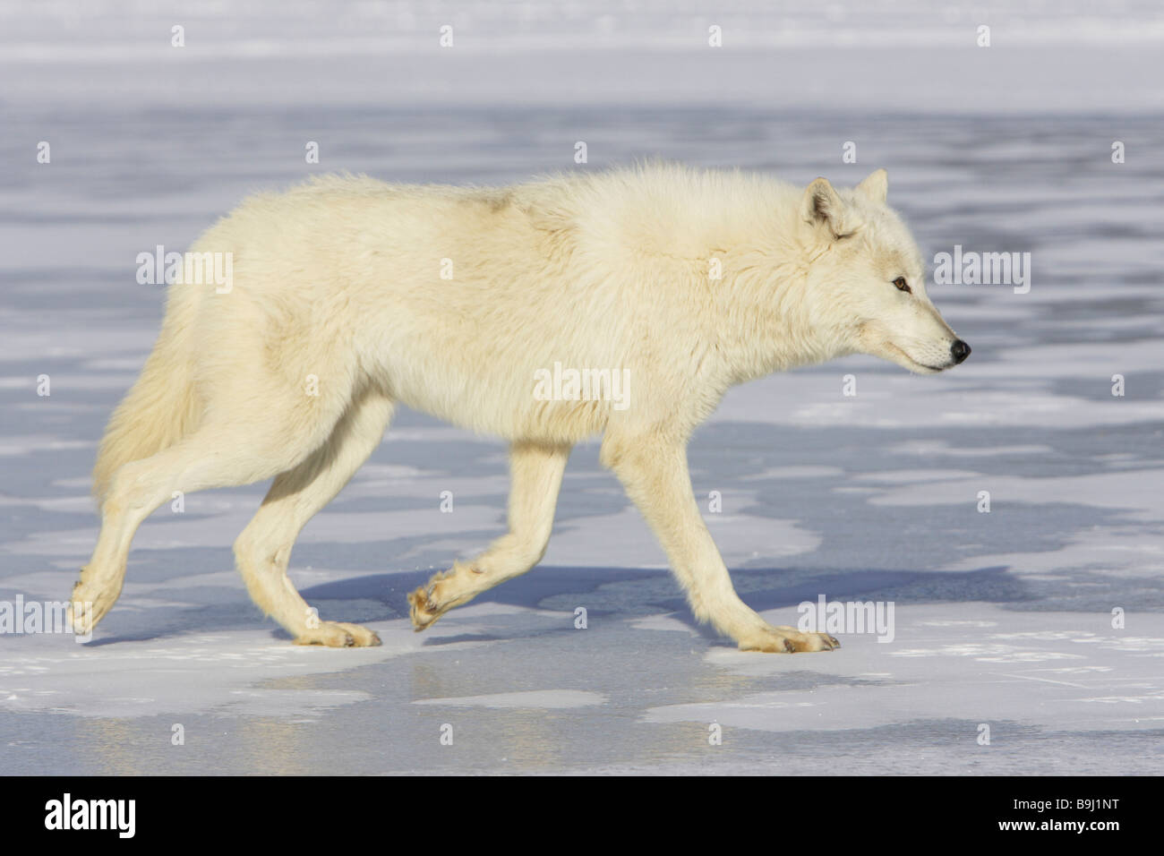 Arctic Wolf (Canis lupus arctos), walking on ice Stock Photo Alamy