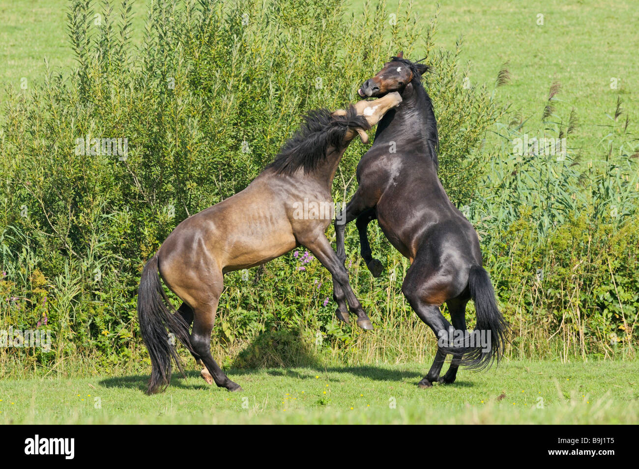 Blog – Wild Horse Outreach \u0026 Advocacy, image size:1300x954