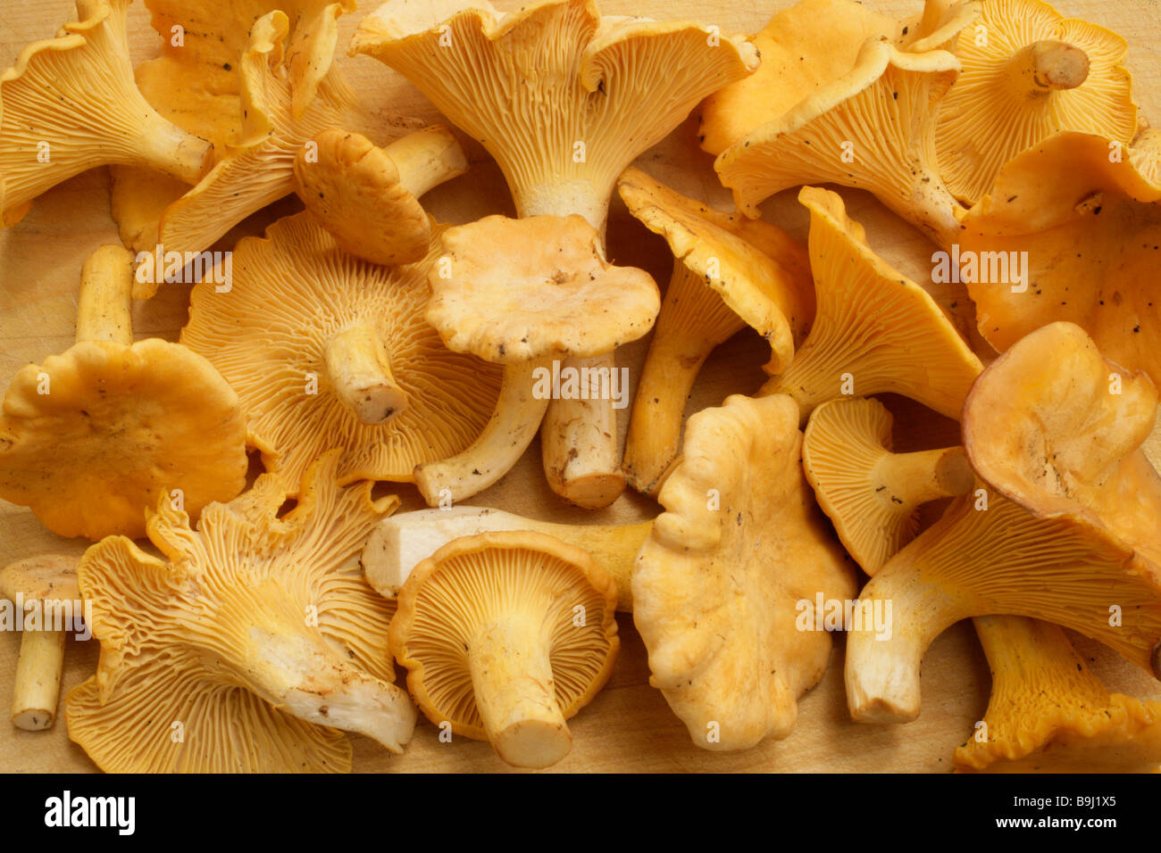 Chanterelles (Cantharellus cibarius Stock Photo Alamy