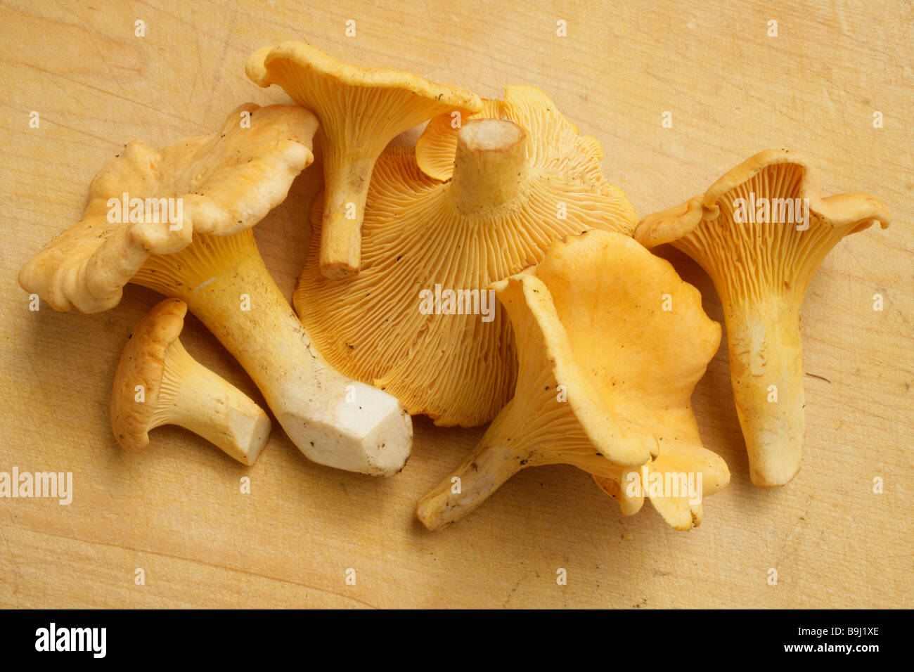 Chanterelles (Cantharellus cibarius Stock Photo Alamy