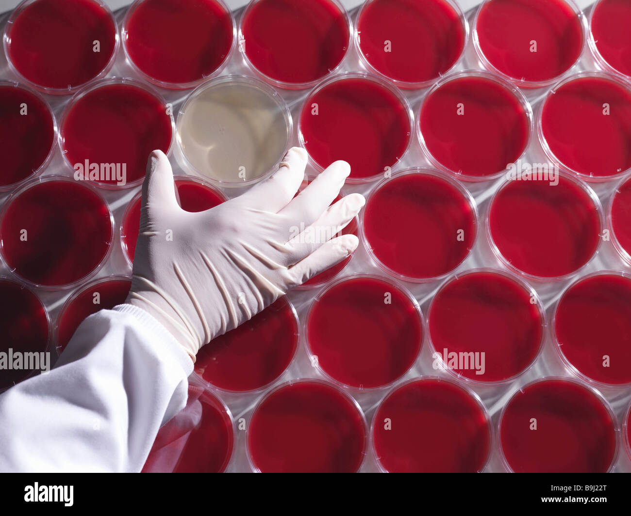 Laboratory technician and petri dishes Stock Photo