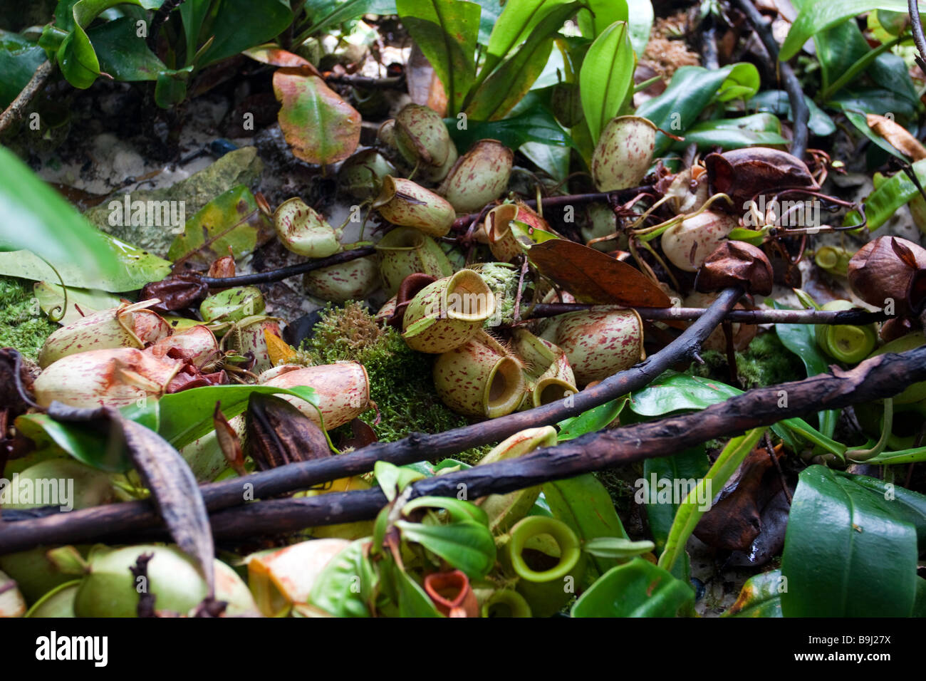 Insectivourous nepenthes ampullaria plant Eastern Sabah Malaysia Borneo Stock Photo