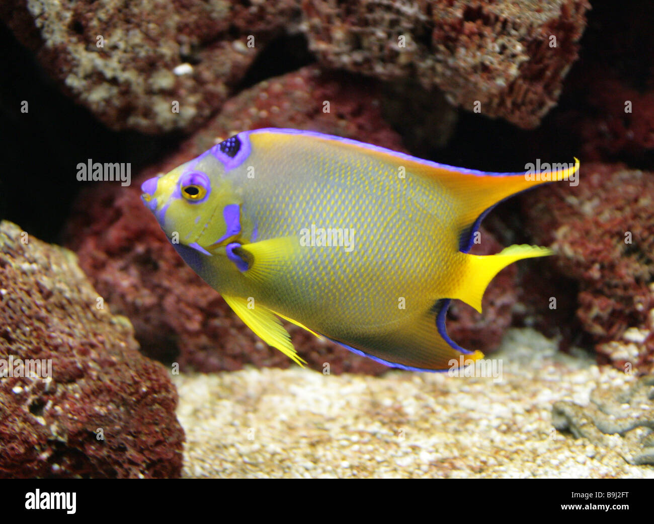 Bermuda fish hi-res stock photography and images - Alamy
