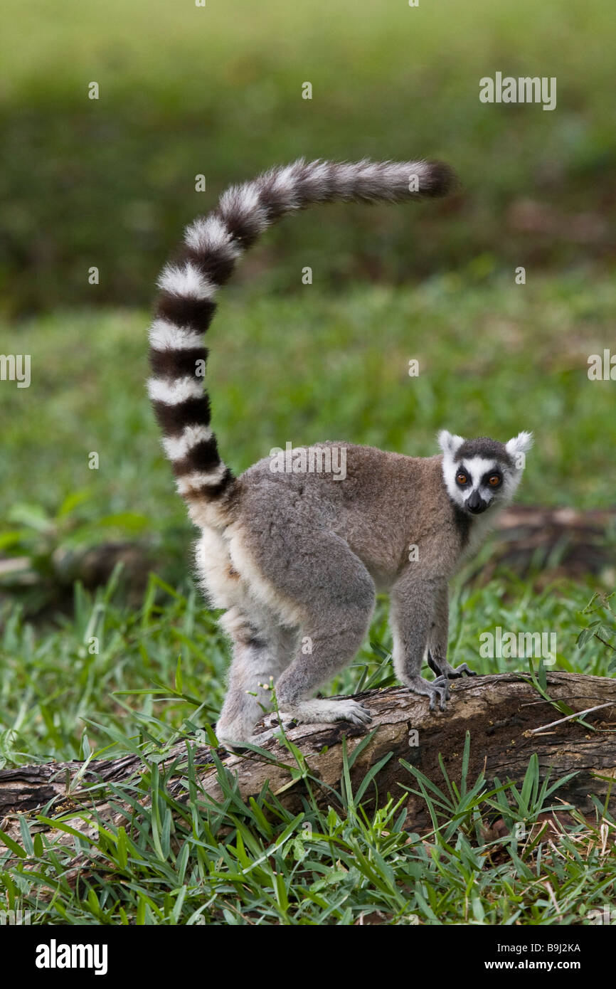 Ring tailed Lemur Madagascar Stock Photo