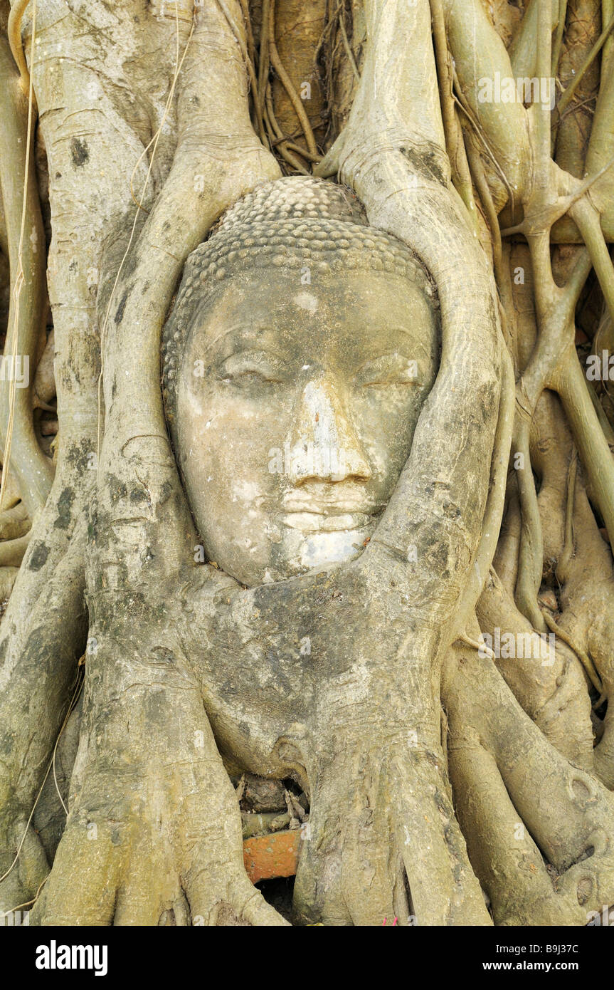 Ingrown image of Buddha in the Wat Mahathat Temple in the temple of the Unesco World Heritage Site, Ayutthaya, Thailand, Asia Stock Photo