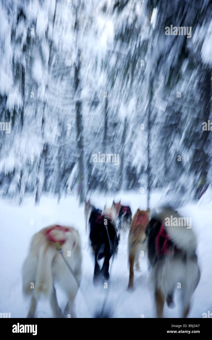 Canada Quebec forest snow sleighdogs back view fuzziness movement