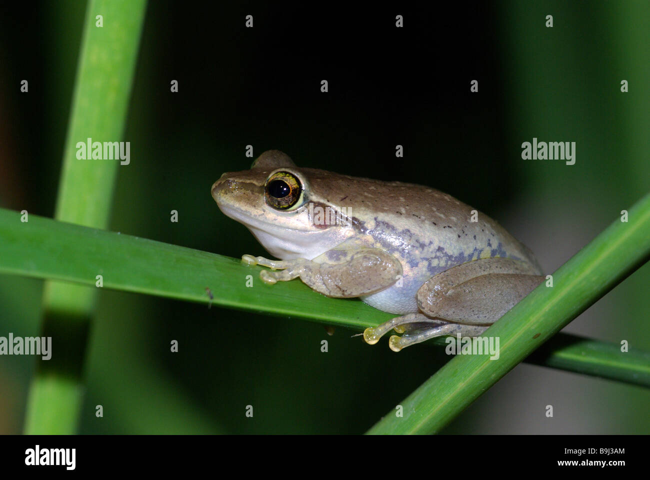 Dumeril's Bright-eyed Frog (Boophis tephraeomystax) perched on a reed at Anjajavy, Madagascar. Stock Photo