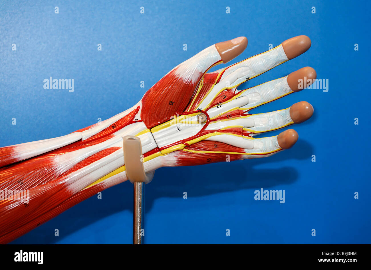 Hand showing muscle fibre, arteries and veins, anatomical model of company Erler-Zimmer, Medica 2008, worldwide largest medical Stock Photo