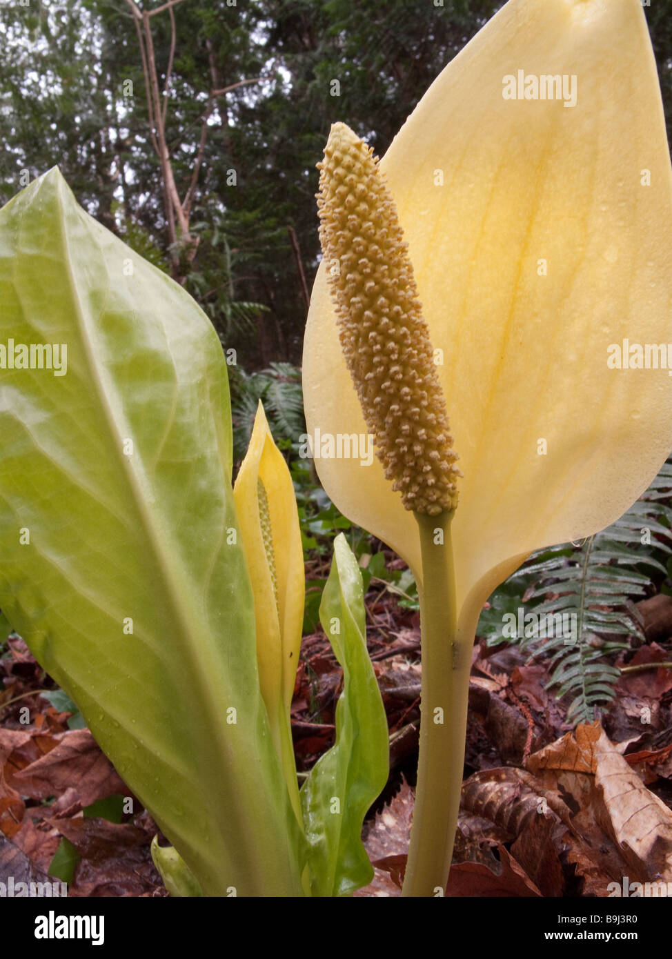 Skunk Cabbage Stock Photo Alamy