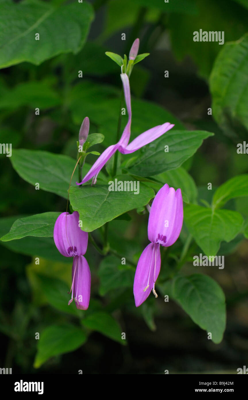 Purple Rice Plant Peristrophe speciosa flowering plant Stock Photo