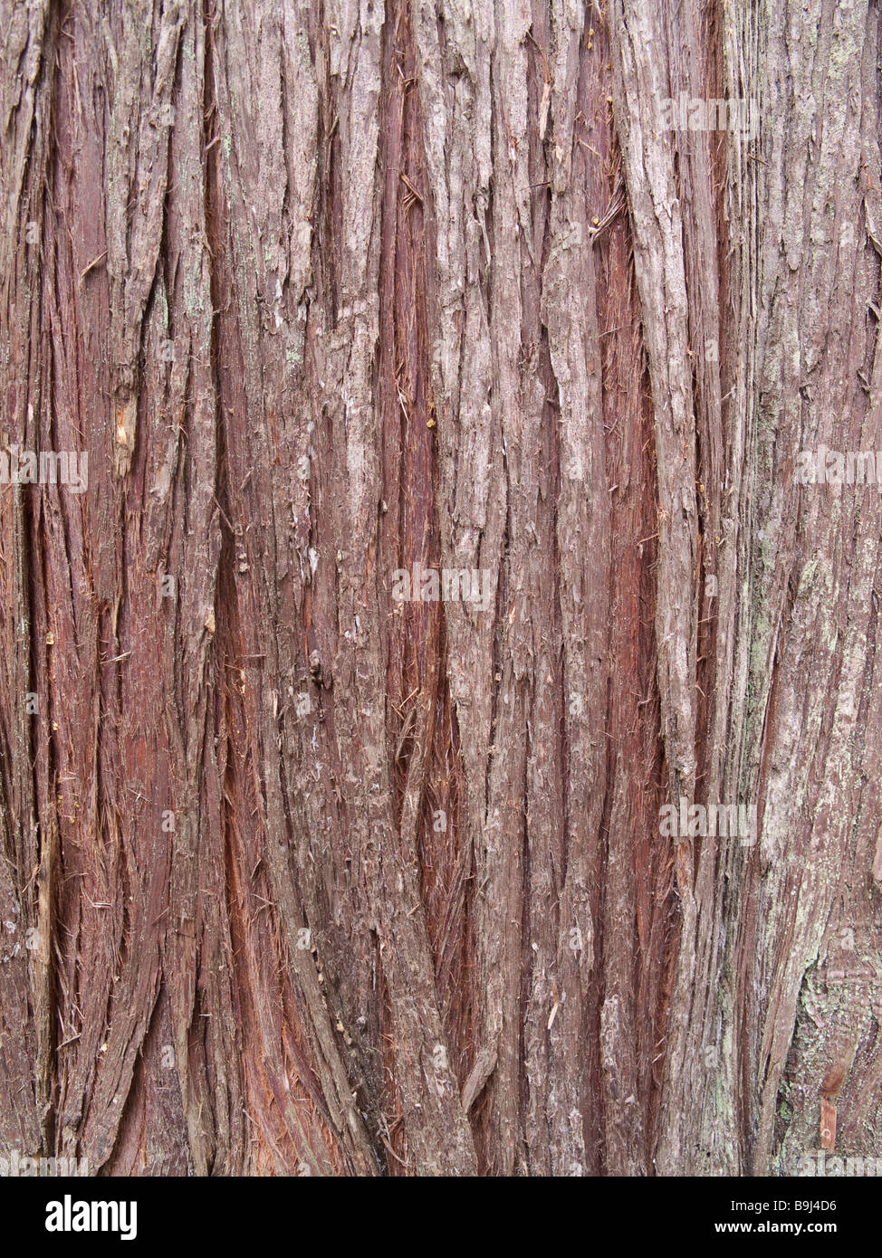Western Red Cedar Bark Thuja plicata Stock Photo