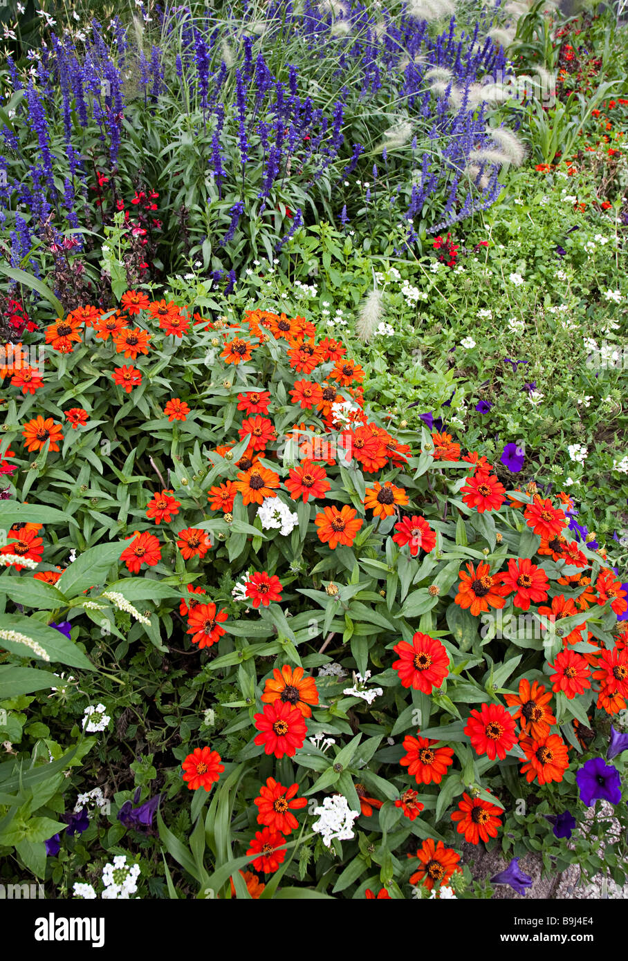 Border of mixed flowers hires stock photography and images Alamy