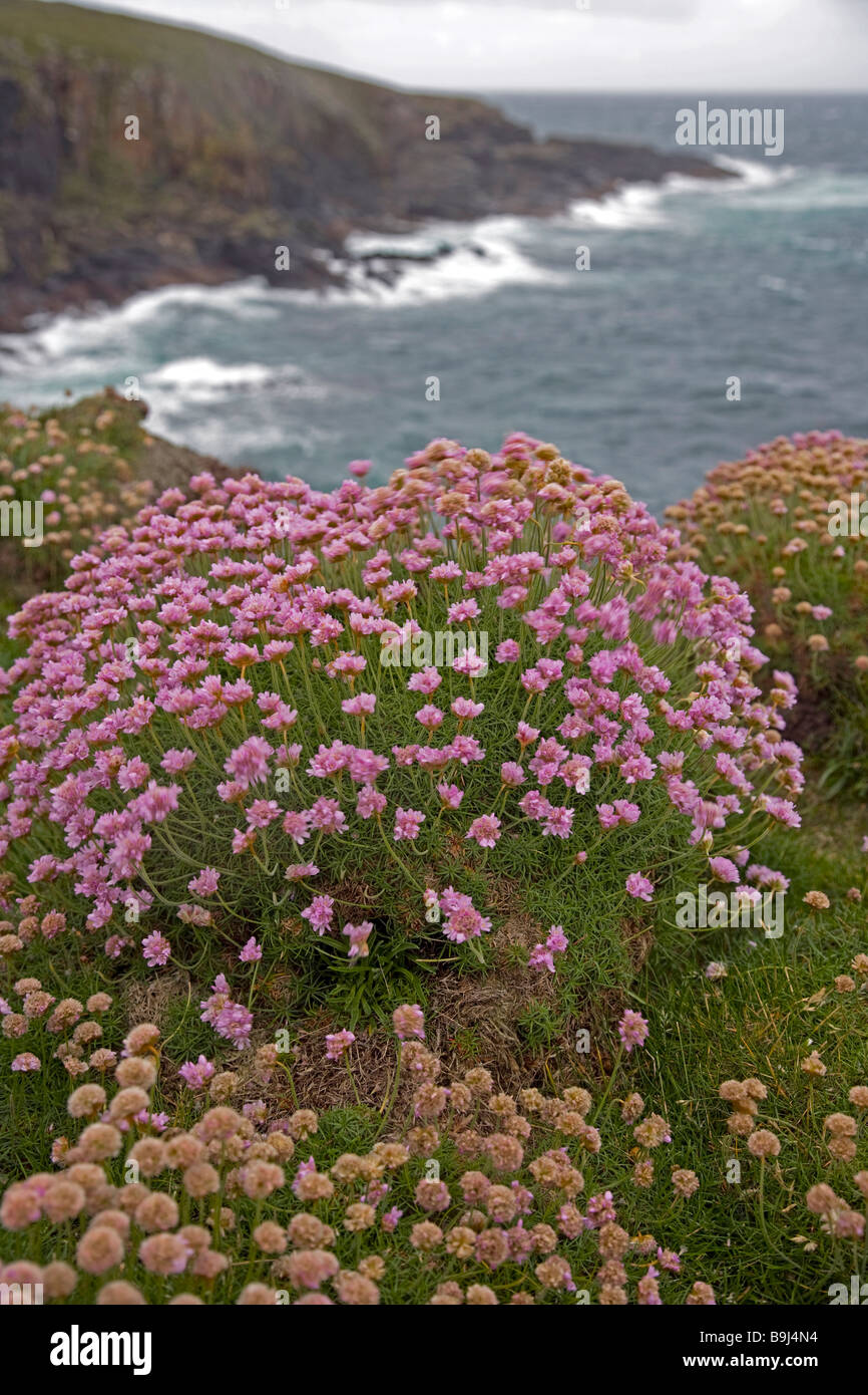 Orkney coastal and cliff tops Stock Photo