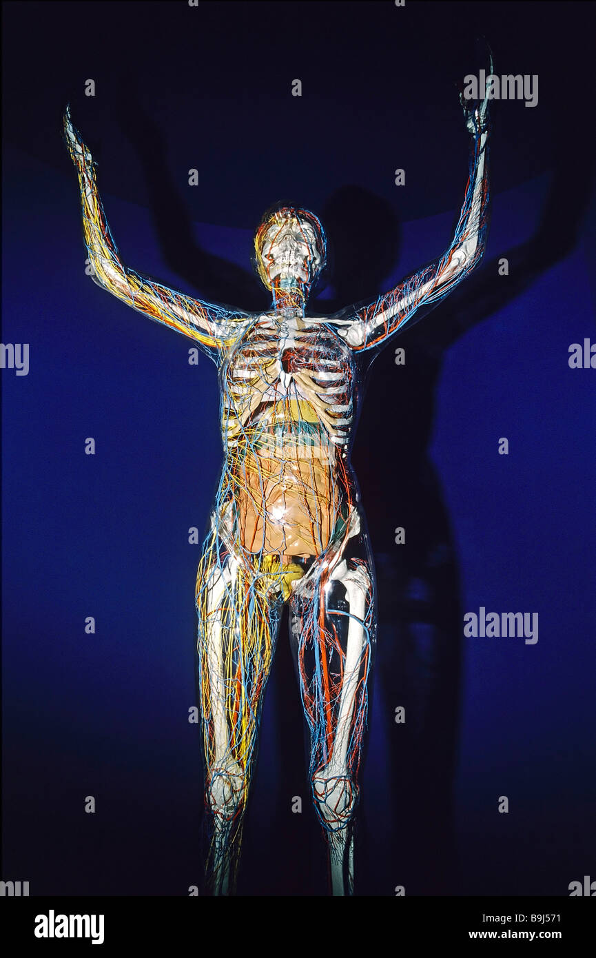 Transparent human anatomy model, glass woman, German Hygiene-Museum, Dresden, Saxony, Germany, Europe Stock Photo