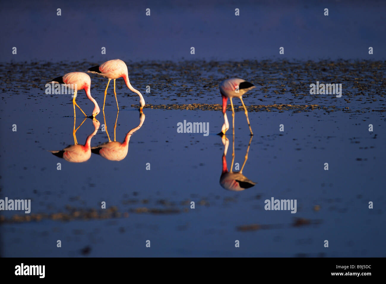 Flamingos (Phoenicopterus chilensis), Salar de Atacama, Chile, South America Stock Photo