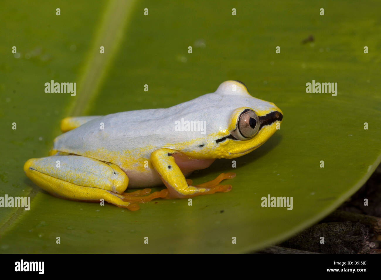 This treefrog changes colour from blueish during the day to yellowish brown at night Stock Photo