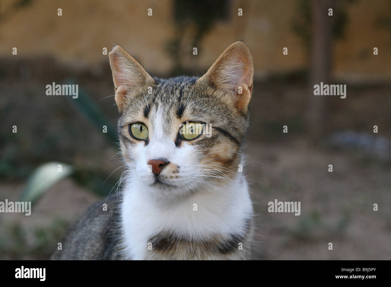 Cat know-striped portrait outside animal pet house-cat free-living mammal in two colors free-liver ear marking signs Stock Photo - Alamy Cat know-striped portrait outside animal pet house-cat free-living mammal in two colors free-liver ear marking signs Stock Photo - Alamy