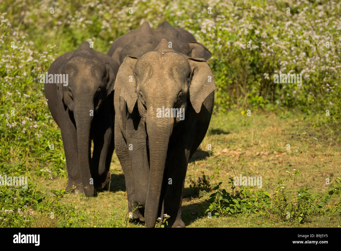 Three wild Indian elephants Stock Photo - Alamy