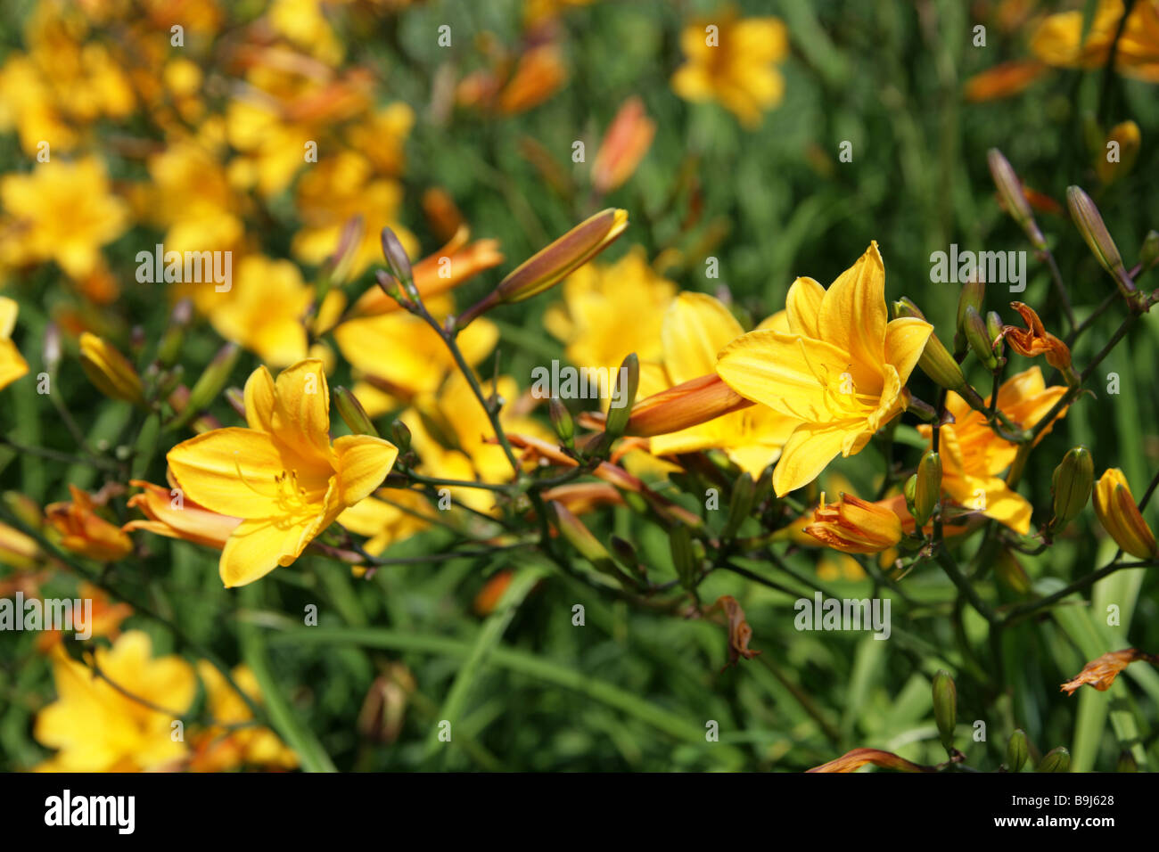 Daylily, Hemerocallis, Hemerocallidaceae. Originally native from Europe to China, Korea and Japan. Stock Photo