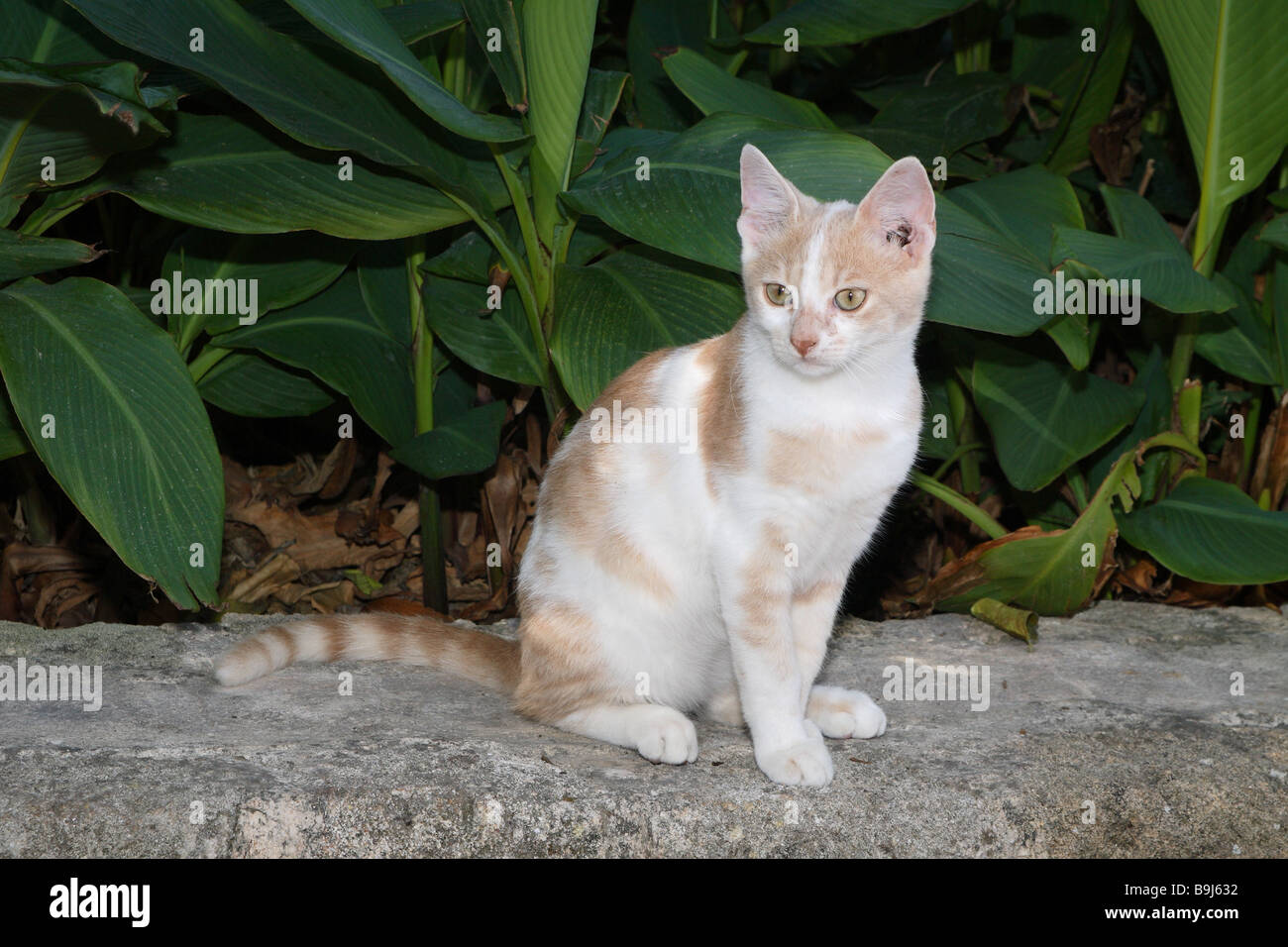 beige and white cat