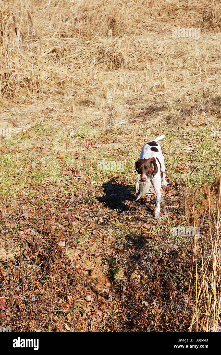 Hunting dog German short haired pointer retrieving a game bird Game bird Chukar in dog s mouth