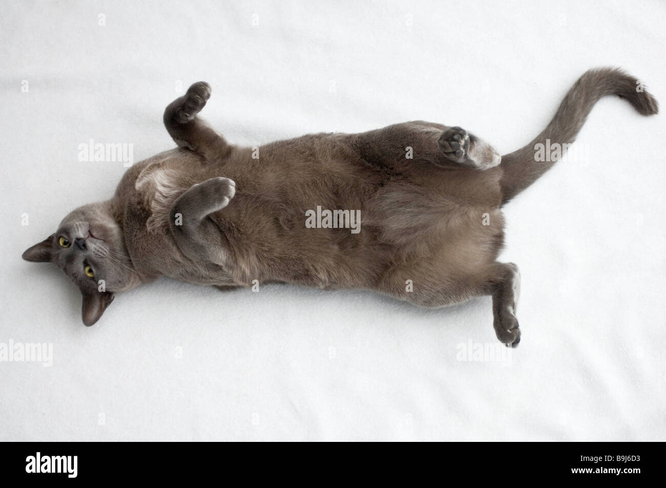 Cat rolling on its back Stock Photo Alamy