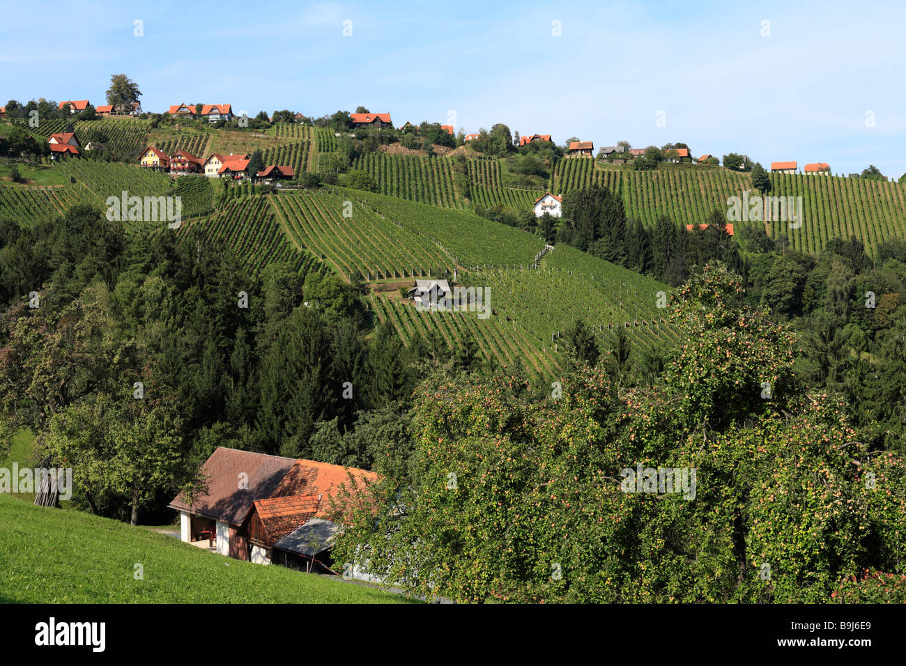 Vine yards on Schilcher Weinstrasse, Steinreib near Stainz, Styria, Austria, Europe Stock Photo