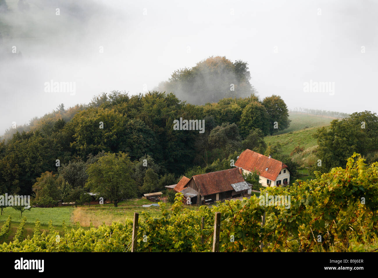 Farmhouse in Kitzeck im Sausal, Sausaler Weinstrasse, wine-growing area, morning mist, Styria, Austria, Europe Stock Photo